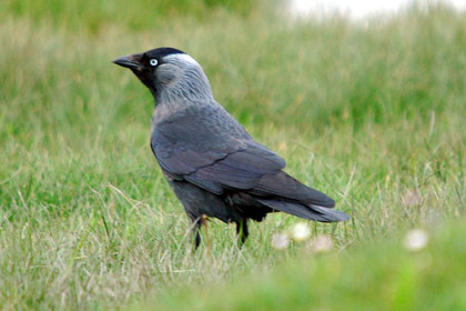 Jackdaw