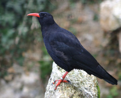 paradiseparkchough